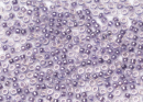 Бисер Япония MIYUKI Seed Beads 15/0 5г 0525 фиолетовый цейлон